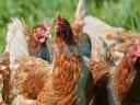 Χιλιάδες θανατώσεις πουλερικών στη Γερμανία  - Σε ετοιμότητα για τη γρίπη των πτηνών
