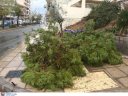 Θεσσαλονίκη: Ζημιές από πτώση δέντρου- Καταπλάκωσε σταθμευμένα αυτοκίνητα