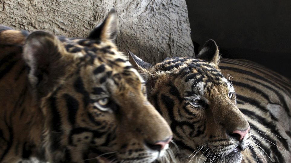 AP_Tigris_Apichart_Weerawong1