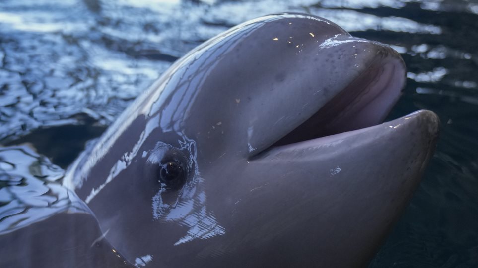 Falena_Beluga_AP_Photo_Erin_Hooley