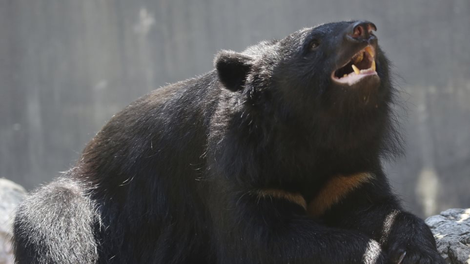 arkuda_Iaponia_AP_Photo