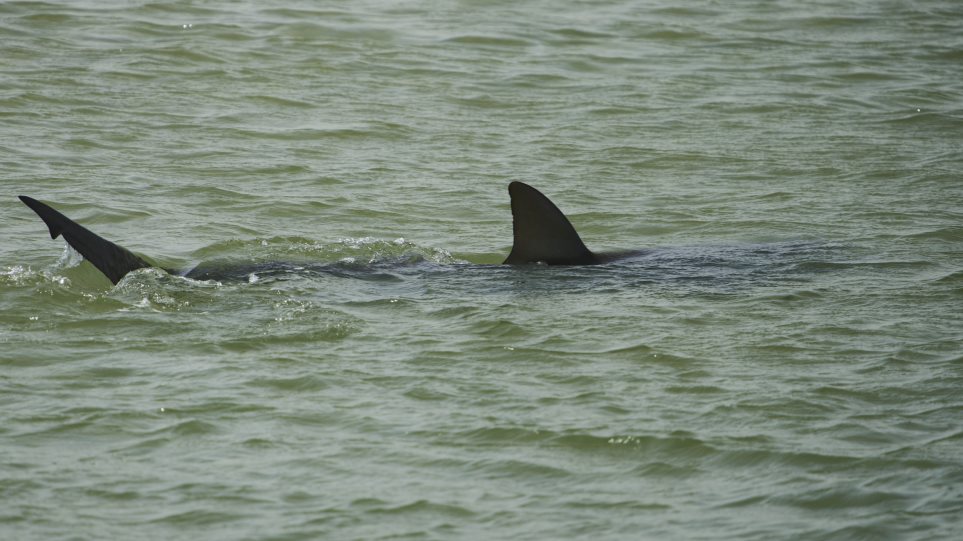 karxarias_AP_Photo_Ariel_Schalit