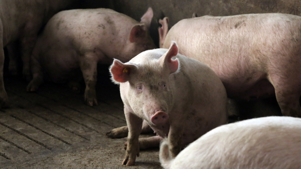 panoli_xiron_gurunia_int