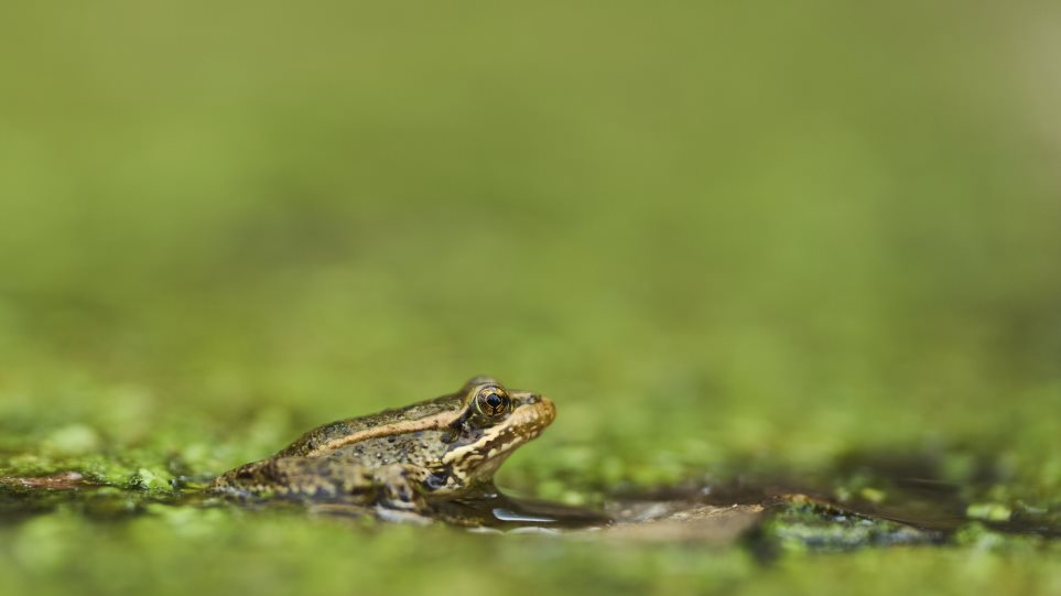 vatraxos_AP_Photo_Gregory_Bull