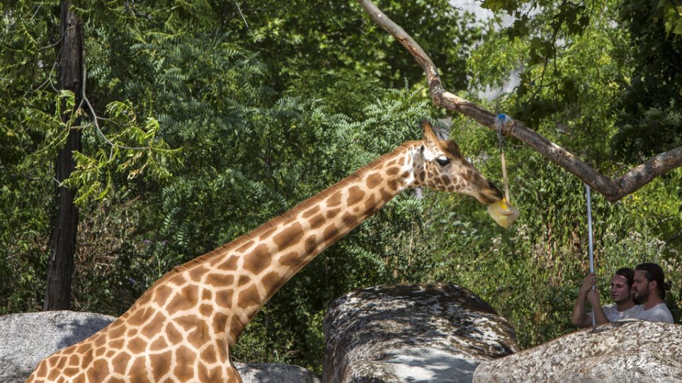 zoologikos_kipos_Galia_AP_Photo_Rafael_Yaghobzadeh