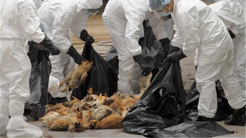  Βουλγαρία: Ευθανασία 12.000 πουλερικών- Εντοπίστηκε εστία της γρίπης "Η5"