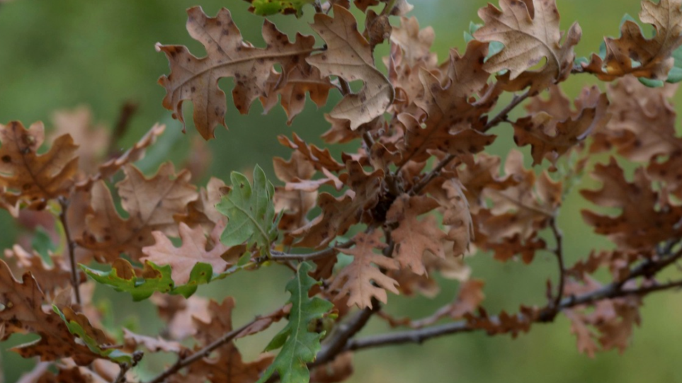 S_dentra_xirasia_int