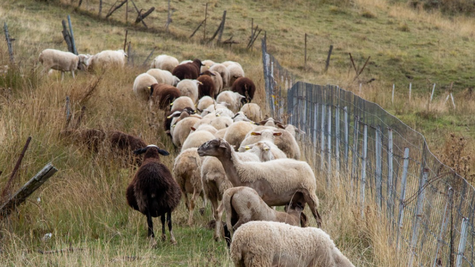 S_voskotopos_arnia_int