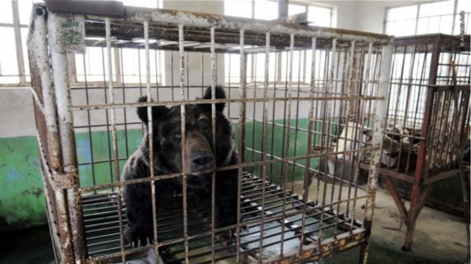 Αρκούδα σκότωσε υπάλληλο στο Μεγάλο Τσίρκο της Μόσχας