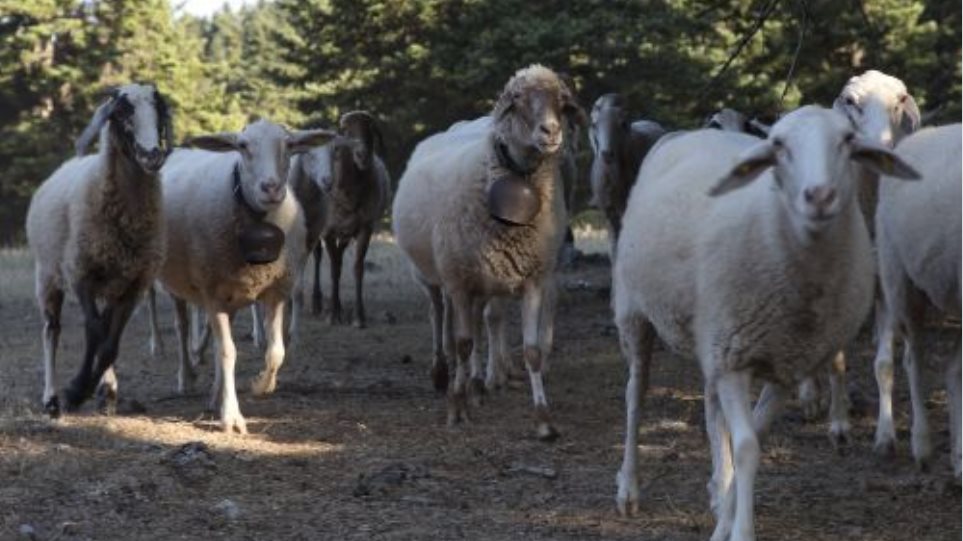 Egoprovata_I_Kopadi1