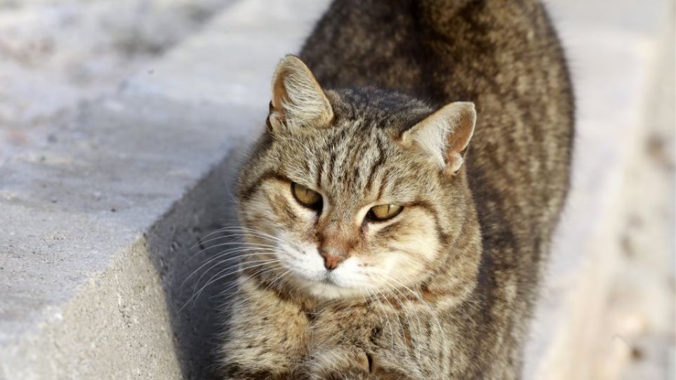 Gata_I