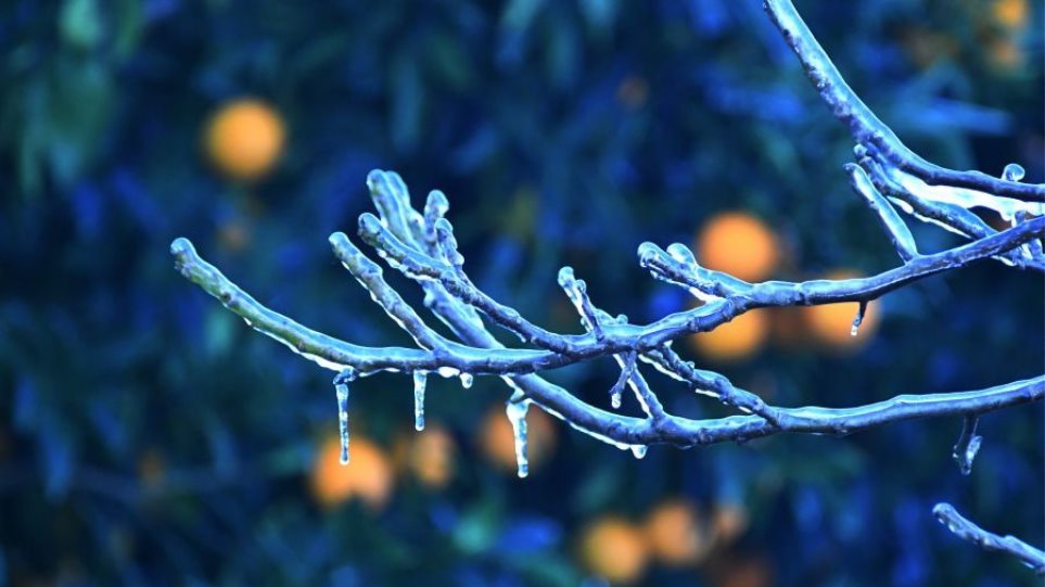 Pagetos_Dedra_I_Dentra1