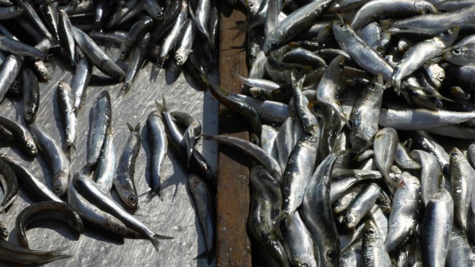 Psaria_I_Laiki_Agora