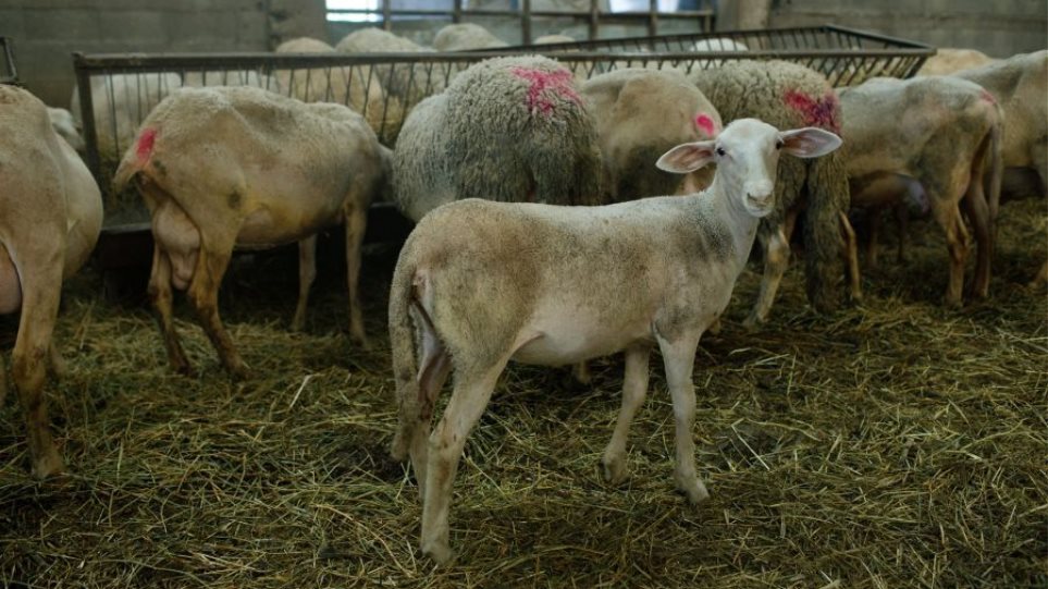 Stani_Kopadi_Provata_I