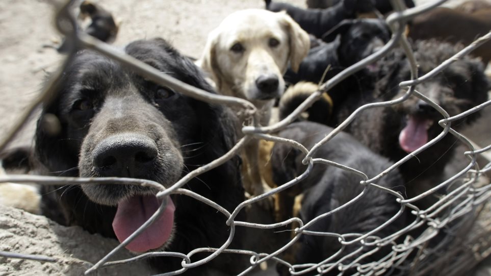 adespota_skilia_AP_Photo_Darko_Vojinovic