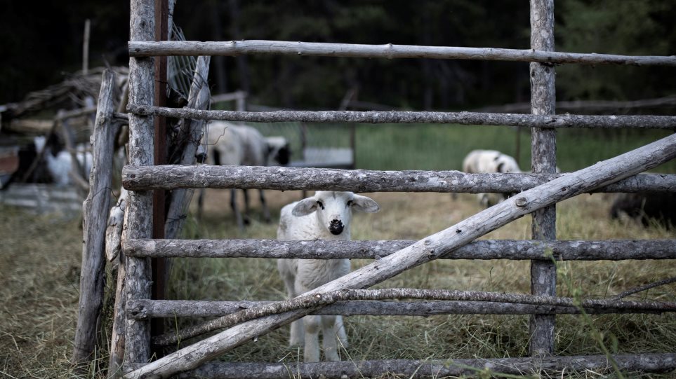 mantri_kopadi_arnia_int