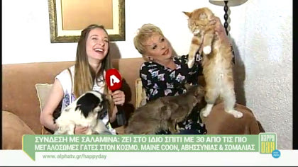 Ζει στο ίδιο σπίτι με 30 από τις πιο μεγαλόσωμες γάτες στον κόσμο
