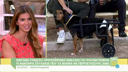 Πρωτοποριακό αμαξίδιο για τραυματισμένα σκυλάκια