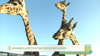 Αττικό ζωολογικό πάρκο