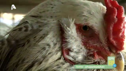 Μαζεύουμε φρέσκα αυγουλάκια για πρωινό