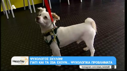Ψυχολόγος σκύλων! Γιατί τα ζώα έχουν…ψυχολογικά προβλήματα