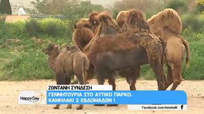 Γεννητούρια στο Αττικό Πάρκο. Καμηλάκι δύο εβδομάδων.