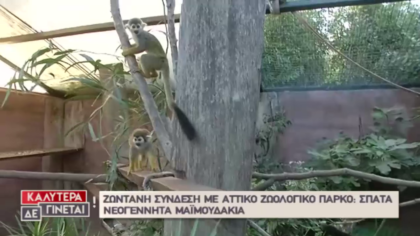 Ζωντανή σύνδεση με Αττικό Ζωολογικό Πάρκο και τα νεογέννητα μαϊμουδάκια