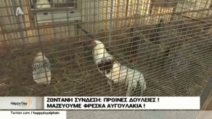 Μαζεύουμε φρέσκα αυγουλάκια