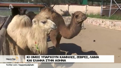 Κι όμως υπάρχουν καμήλες, ζέβρες, λάμα και ελάφια στην Αθήνα