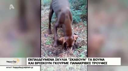 Eκπαιδευμένα σκυλιά “σκάβουν” τα βουνά και βρίσκουν πανάκριβες γκουρμέ τρούφες