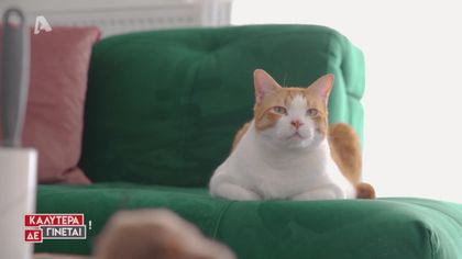 «Ζωή Πατίνι: Γάτες» με τον Παναγιώτη Χατζηδάκη