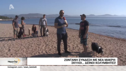 Σκύλοι…δεινοί κολυμβητές