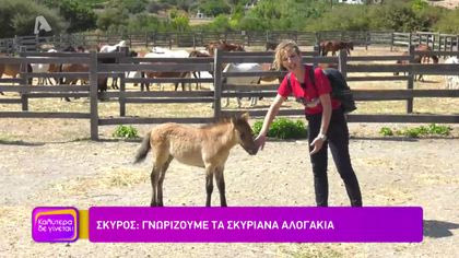 Ταξίδι στη Σκύρο