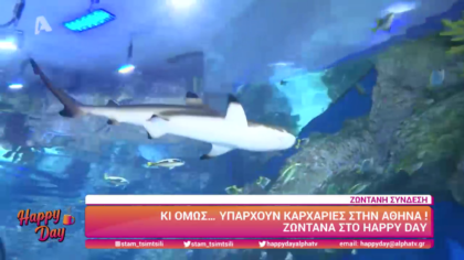 Κι όμως… υπάρχουν καρχαρίες στην Αθήνα!