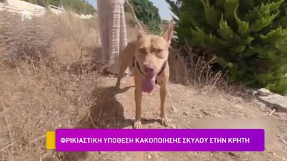 Φρικιαστική υπόθεση κακοποίησης σκύλου στην Κρήτη