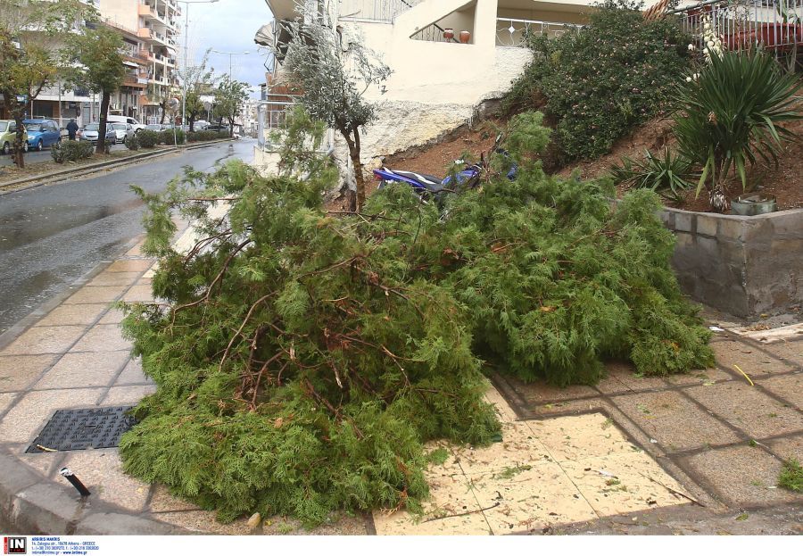 Πάνω από 30 πτώσεις δέντρων στον δήμο Βάρης-Βούλας-Βουλιαγμένης