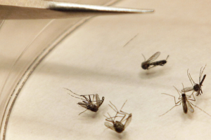 Ιογενής πυρετός – Νέος συναγερμός για τα κουνούπια  