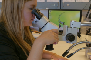 Φονικός ο ιός του Δυτικού Νείλου