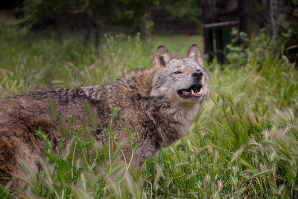 Η ερήμωση της υπαίθρου, η αλλαγή χρήσεων γης και οι παράνομες χωματερές μετακινούν λύκους, αρκούδες, τσακάλια και αγριογούρουνα από τα βουνά στον αστικό ιστό