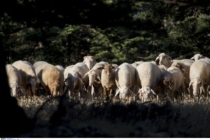 Ευλογιά των προβάτων: Καταγγελίες για χρήση παράνομων εμβολίων