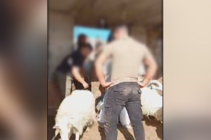 «Εξπρές» έλεγχοι από ΟΠΕΚΕΠΕ -Μέτρησαν 31 πρόβατα σε 69 δευτερόλεπτα