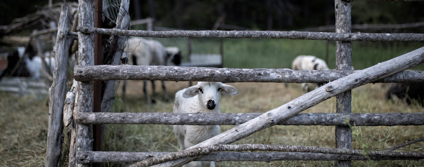 Χωρίς τέλος οι αποκαλύψεις για ΟΠΕΚΕΠΕ -Στραβά μάτια και κόκκινα βόδια