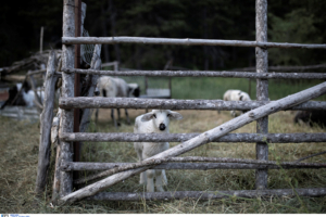 Βουλή: Έκτακτα μέτρα για τον αφθώδη πυρετό