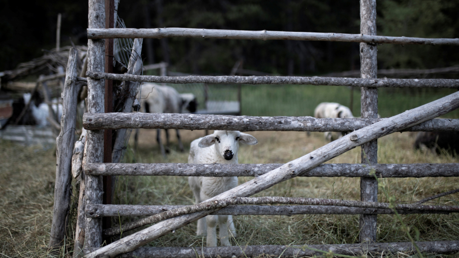 Βουλή: Έκτακτα μέτρα για τον αφθώδη πυρετό