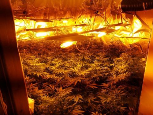 Εργαστήρι υδροπονικής κάνναβης σε διαμέρισμα – Συνελήφθη 47χρονος