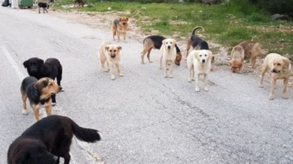 Αγέλη σκύλων επιτέθηκε σε γυναίκα