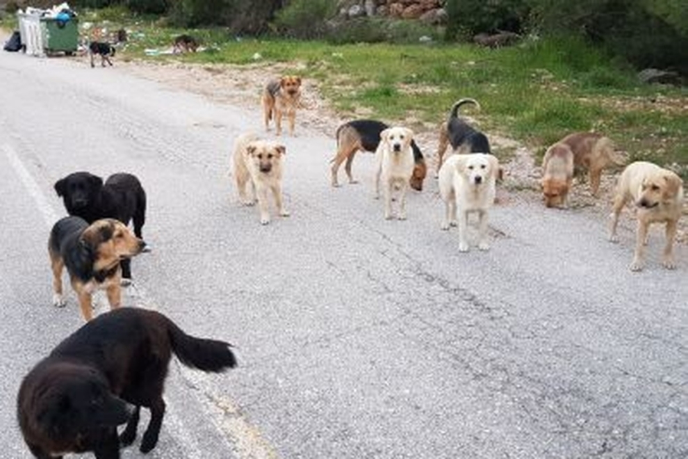 Επίθεση σκύλου. Δάγκωσε γυναίκα