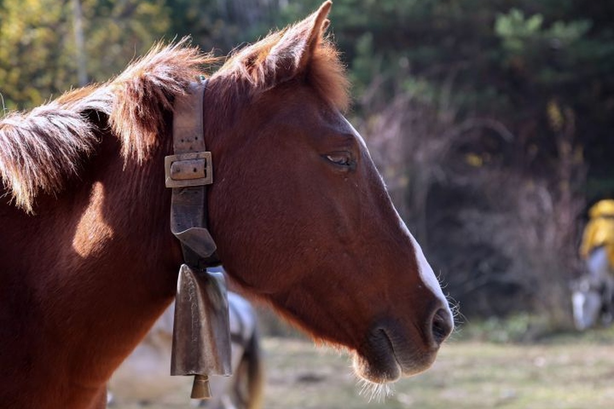 Πανελλήνια συνάντηση ελεύθερης ιππασίας στα Μετέωρα- Στη φύση παρέα με τα άλογα