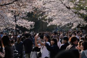 Άνθισαν οι κερασιές στο Τόκιο