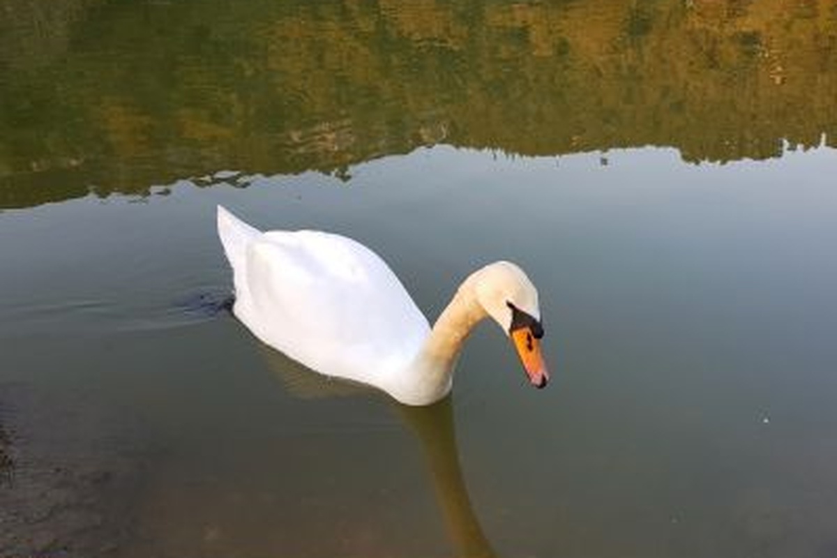 Επιχείρηση για λευκό κύκνο- Μπλέχτηκε στα δίχτυα στη Χαλκίδα
